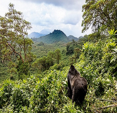 12 Days Rwanda Memoriable Adventure Gorilla Trekking Safari , 12 days gorilla trekking tour covid,Best time to go gorilla trekking